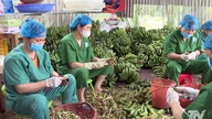 ការតភ្ជាប់ផលិតកម្មដើម្បីបង្កើនប្រាក់ចំណូល។