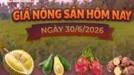 Today's agricultural product prices, June 30th: Avocado 034 drops sharply.