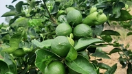 Chủ động quản lý bệnh hại trên cây chanh trong mùa mưa