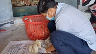 A Estação de Pecuária e Veterinária do Distrito de Chau Thanh está implementando monitoramento e coleta de amostras para avaliar e manter condições livres de doenças em suas instalações.