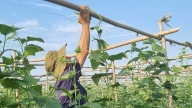 Após gastar 900 milhões de VND na instalação de um sistema de irrigação por gotejamento, as plantas de pepino dão frutos onde quer que cresçam, deixando o agricultor da província de Ha Tinh com as mãos cansadas da colheita.
