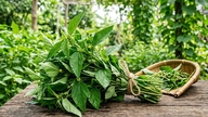 5 gezondheidsvoordelen van jutebladeren