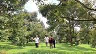 Menyemai "benih nombor" di dusun durian Krông Nô.
