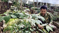 La creazione di una filiera per il ginseng di Ngoc Linh genera slancio per lo sviluppo economico degli altipiani.