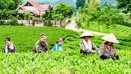 ចាប់យកឱកាសយ៉ាងសកម្មសម្រាប់ការអភិវឌ្ឍឧស្សាហកម្មតែដែលកើតចេញពីសេចក្តីសម្រេចលេខ ១១។