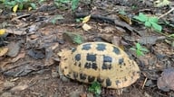 Seekor kura-kura gunung emas yang langka dilepasliarkan kembali ke Cagar Alam Pù Hoạt.