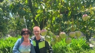 Os agricultores da província de Khanh Hoa estão colaborando para levar as mangas Cam Lam — uma especialidade local — ao mercado turístico, e todos os visitantes que as experimentam as elogiam.