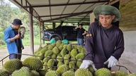 อุตสาหกรรมทุเรียนจำเป็นต้องพัฒนาให้มีความเป็นมืออาชีพมากขึ้น