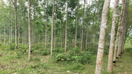 Duong 9 Forestry Company Limited: Více než půl století ochrany zeleně a pěstování udržitelných hodnot.