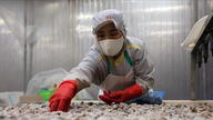 VASEP: Le esportazioni di prodotti ittici sono aumentate del 12,8% nella prima metà dell'anno.
