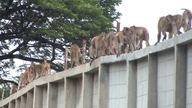 タイ：100匹のサルが飼育場から脱走し、麻酔銃を使って捕獲された。