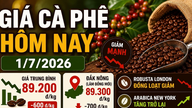 Koffieprijzen vandaag, 1 juli: Binnenlandse prijzen dalen, prijzen voor robusta dalen.