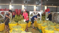 Meningkatkan nilai buah durian