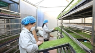 Espansione della produzione secondo gli standard VietGAP: