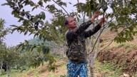 Pokok buah-buahan yang manis dan lazat dari Cao Bang telah berjaya ditanam di Lang Son.