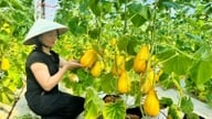 ग्रीनहाउस में 500 वर्ग मीटर क्षेत्र में कोरियाई खरबूजे उगाने से प्रति वर्ष 200-300 मिलियन वीएनडी का लाभ होता है।