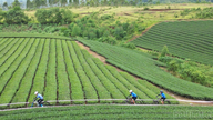 Giải vô địch xe đạp quốc gia 2026: Mô hình điểm phát triển thể thao gắn với du lịch tại Lào Cai
