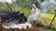 Une épidémie de grippe aviaire A/H5N1 s'est déclarée dans la commune de Dong Tam.
