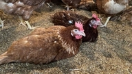 A VFAEA fornece feedback sobre o Índice de Proteção Animal (API).