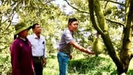 Zur effektiven Umstrukturierung der Pflanzen- und Tierproduktion hat die Provinz An Giang (ehemals Provinz Kien Giang) 136.000 Hektar Land für diesen Zweck bereitgestellt.