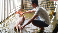 Ngàn Trươi mang nước tưới, người dân gánh ngập định kì