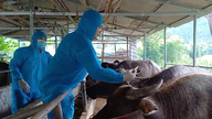 The largest cattle market in northern Vietnam will reopen on July 2nd.
