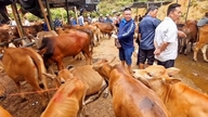 Η μεγαλύτερη αγορά ζώων στη βόρεια ορεινή περιοχή άνοιξε ξανά.
