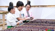 Chế biến sâu, nâng tầm giá trị quả mận