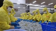 Після успішного об'єднання колишньої провінції Бак Льєу та нової провінції Камау, який сектор економіки зараз досягає мільярдної позначки експорту?