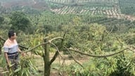 Consecințele plantării durianului ca o tendință.