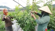 Mewujudkan peluang pekerjaan untuk pekerja tempatan.