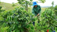 Chieng Sung membangunkan penanaman kopi bersempena dengan mata pencarian yang mampan.