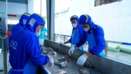 Vận hành dây chuyền chế biến, gia tăng giá trị cá rô phi xuất khẩu