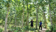 Da Nang investe ingenti fondi per impedire l'abbattimento delle giovani foreste.
