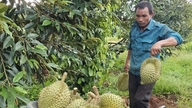 Les prix du durian chutent rapidement.