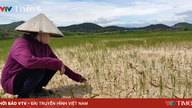 Quang Tri: Sie kämpfen mit aller Kraft gegen die Dürre an und nutzen jede Wasserquelle, um die Sommer-Herbst-Reisernte zu retten.