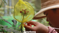 Wrapping each cluster of Ngoc Linh ginseng seeds in a protective "armor" amidst the vast forest.