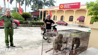 Warga setempat menyerahkan hewan liar langka di Hai Phong.
