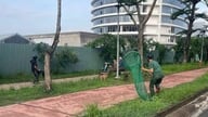 Der bevölkerungsreichste Stadtbezirk von Ho-Chi-Minh-Stadt startet eine Kampagne zum Einfangen von streunenden Hunden in vielen Gemeinden und Stadtbezirken.