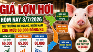 Precio del cerdo vivo hoy (3 de julio): En el sur de Vietnam, se mantiene en 60.000 VND/kg.
