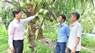 Relier la chaîne de valeur pour un développement durable de l'industrie de la noix de coco.