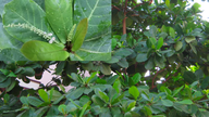 What diseases can Terminalia catappa leaves treat?