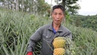 ¿Qué árbol de Lang Son, al propagarse mediante esquejes una sola vez, produce frutos fragantes durante 6 o 7 años seguidos, suficientes para sustentar la construcción de villas grandes y hermosas como esta?