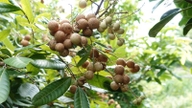 En ny longan-variant bærer frukt året rundt, og selges for over 100 000 VND/kg.