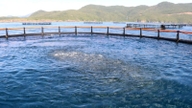 Expanding the model of high-tech marine aquaculture.