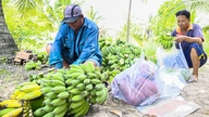 Gần 4 thập kỷ kiến tạo đất U Minh