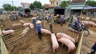 តម្លៃសាច់ជ្រូកថ្ងៃនេះ ទី៣ ខែកក្កដា៖ មានស្ថេរភាពនៅទូទាំងតំបន់ទាំងបី ដោយតម្លៃនៅតែស្ថិតក្នុងចន្លោះពី ៦០,០០០ - ៦៦,០០០ ដុង/គីឡូក្រាម។