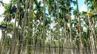 ໂດຍການຫັນມາປູກໝາກອະງຸ່ນ, ຊາວກະສິກອນສາມາດສ້າງລາຍຮັບໄດ້ຫຼາຍພັນລ້ານດົ່ງໃນແຕ່ລະປີ.