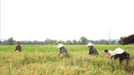 Ứng phó bão số 1: Lên phương án tiêu úng, bảo vệ lúa mới gieo cấy