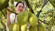 Un agriculteur d'An Giang (anciennement province de Kien Giang) vend régulièrement des durians à un prix deux à trois fois supérieur au prix habituel ; voici son secret.